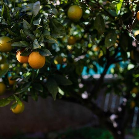 Villa Florit Flats - The Orange Lemon Tree House L'Eliana Exterior foto